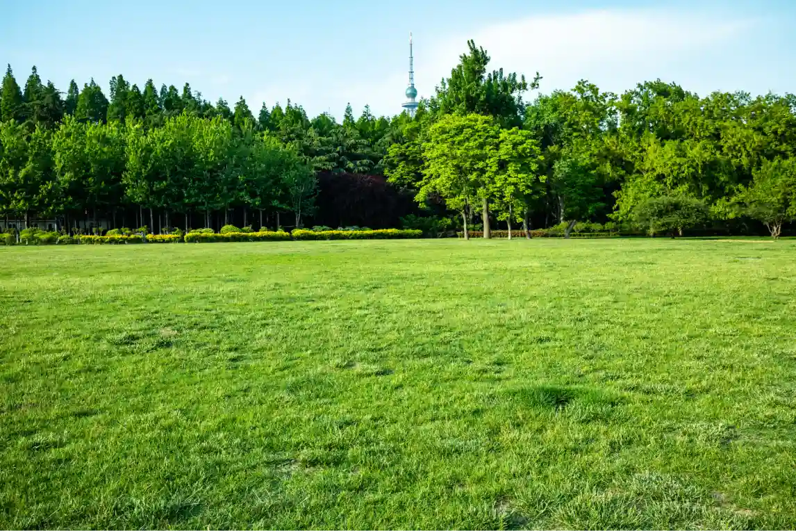 Lawn Maintenance Lawn Maintenance